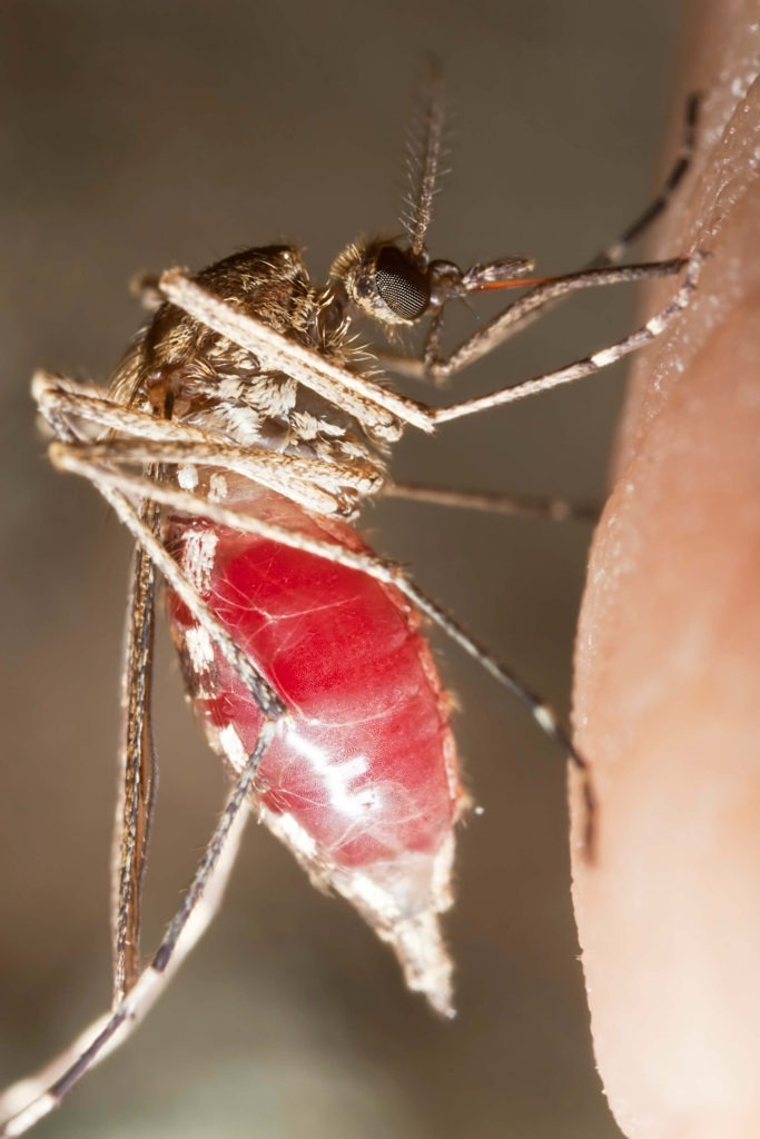 Mosquito-Malaria