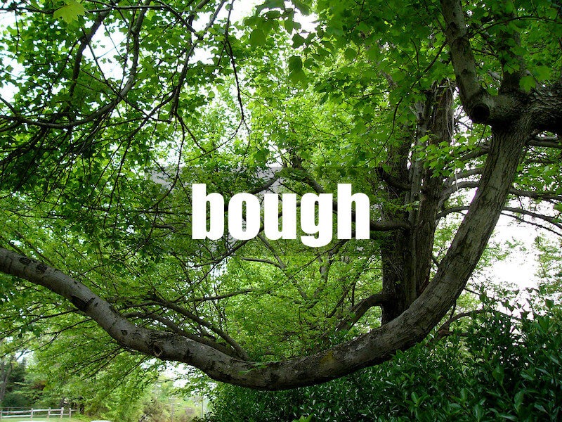 单词辨析：branch什么意思？和limb,bough,shoot的区别在哪里